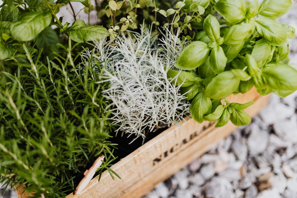Kitchen herb garden